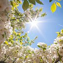 ���� ��������, ���������� - ��������� 24 ������ 2017 � ������ �the flowers and the sky�