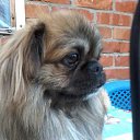 ���� ��������, ������ - ��������� 17 ������ 2017 � ������ ������ ��������