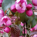 ���� Donna Roza �*����������))), ������ - ��������� 23 ��� 2017 � ������ ���� ����������