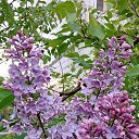 ���� Olezhka***, ����, 65 ��� - ��������� 14 ��� 2017 � ������ ���������� ������
