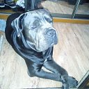 ���� �����, �����������, 47 ��� - ��������� 18 ���� 2017 � ������ ���� ����������