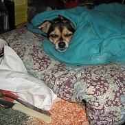 �������, 52 ����, ���