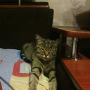 ���� ���������, �����, 51 ��� - ��������� 8 ������� 2017