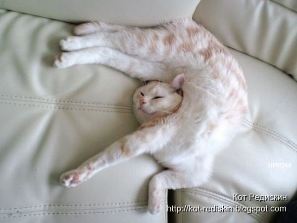 Спящие коты) А как спит ваш кот/кошка? Добавляйте свои фото в комментарии. - 2