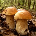 ���� �, ����, 47 ��� - ��������� 2 ������� 2017 � ������ ������ ��������