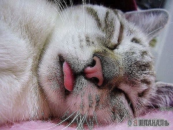 Спящие коты) А как спит ваш кот/кошка? Добавляйте свои фото в комментарии. - 7