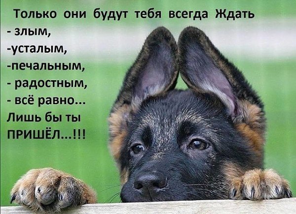 Человек обидит Вас легко... и предаст, и грубо Вам ответит… А собака любит Вас за то, что Вы просто ... - 4