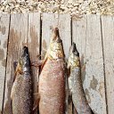 ���� ���������, ������-��-����, 51 ��� - ��������� 22 ��� 2017 � ������ ������ ��������