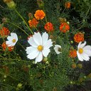 ���� ������, ��������, 50 ��� - ��������� 1 ���� 2017 � ������ �������