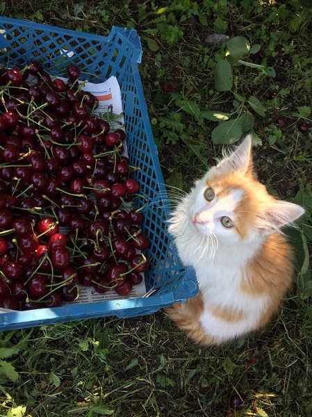 #Безкота_добро.Самые добрые и любящие те, которых мы подбираем либо тех, которых нам подбрасывают. ... - 2