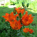 ����� �� ������� ���� ��������