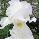    , -- -  20  2017   ...   ...