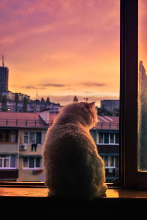 ))).По улицам вечерним бродят тайны.На цыпочках крадётся следом ночь.Кого ты ищешь средь теней ...
