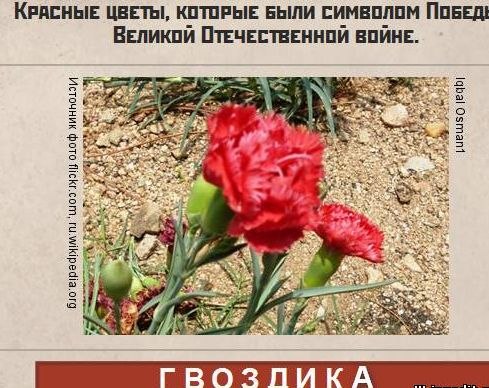 Надеюсь до последнего, что все же День ярких цветов был посвящен ФС именно этим цветам.Хотя, все ...