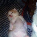 ���� �������, �����������, 53 ���� - ��������� 24 ������ 2017