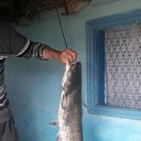 ���� ������, ������, 33 ���� - ��������� 17 ��� 2017 � ������ ���� ����������