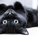 ���� Black Cat, ������������, 24 ���� - ��������� 5 ������� 2017 � ������ ���� ����������
