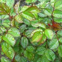    , -- -  20  2017   ...   ...