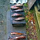  , -, 55  -  11  2017    