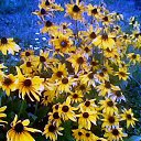 ���� &hearts; Svetlana &hearts;, ����������� - ��������� 10 ��� 2017 � ������ ����� ����.�