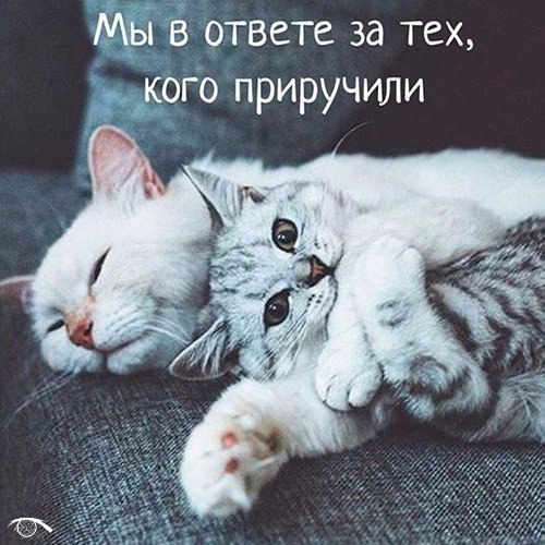 ��� | ����������, ������������ - 24 �������� 2017 � 21:51