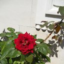  , , 60  -  6  2017   , , ,06.08.17.