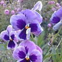 ���� ������, ������ - ��������� 22 ������� 2017 � ������ ���� �������!!!�