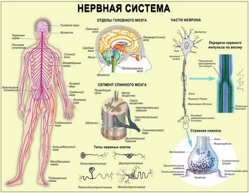 Что любит и не любит нервная система. Наше тело пронизано сетью нервных волокон. Их общая ...
