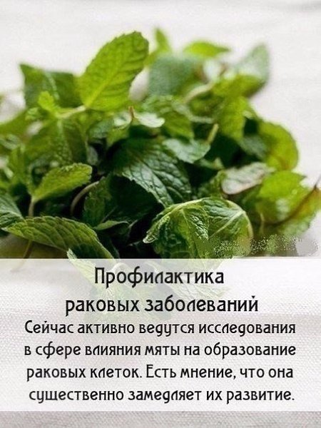 Чудо-мята: полезные свойства.#интересно_знать@bon#советы@bon - 5