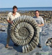 �������� (���. Ammonoidea) � �������� �������� ����������� ���������. ������ �� �� ����������� ���� ...