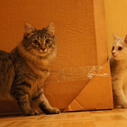 ���� �������, ��������� - ��������� 16 �������� 2017