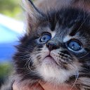 ���� �����, ����-���������, 46 ��� - ��������� 22 ��� 2017