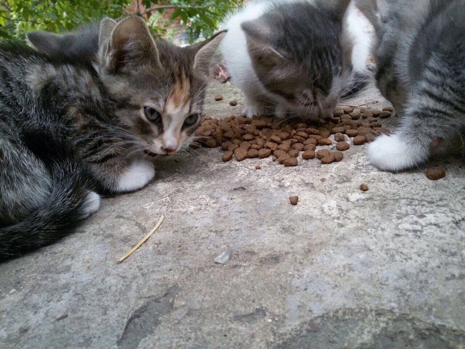 #_ #@catism #@catism.     . , , , ... - 5