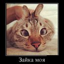  Aleks, , 65  -  1  2017    