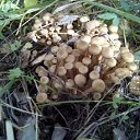 ���� �����, ��������, 55 ��� - ��������� 29 �������� 2017