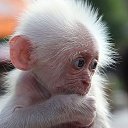 ���� ����, ������, 51 ��� - ��������� 20 ������ 2017