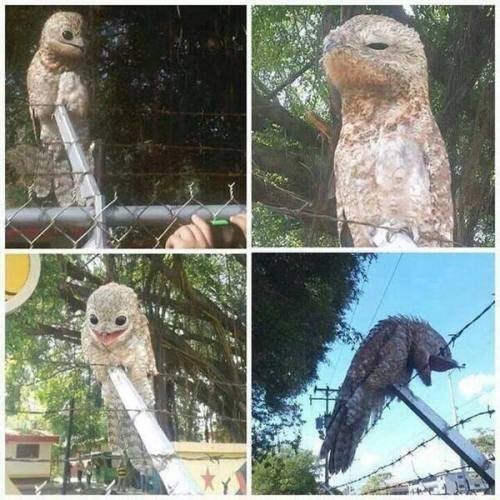      ,   ....     (Nyctibius griseus). ...