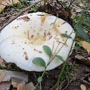 ���� �������, �����, 65 ��� - ��������� 16 ���� 2017 � ������ ���� ����������