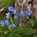  , -, 62  -  29  2017    