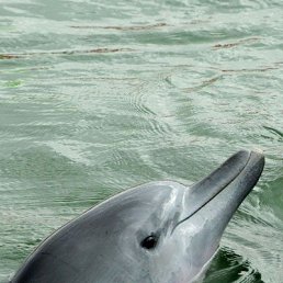 �������, �����-���������, 63 ����