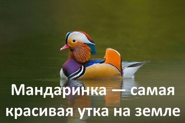 �� �� �������� ! - 24 ���� 2017 � 07:33