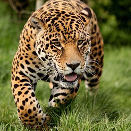 ������, ������, 42 ����