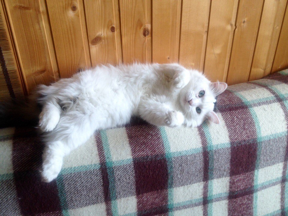 #_. 4,5           .   ... - 5