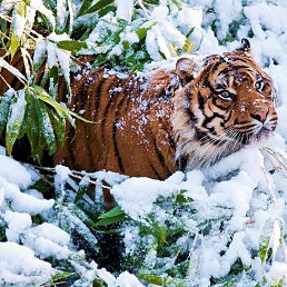 Alek, �����, 44 ����