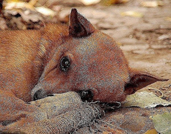 Мы не собаки, вроде люди.... Но ведь какой - нибудь Барбос, Без слов, всем сердцем нас полюбит, В ... - 10
