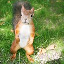  Norton,  -  23  2017    