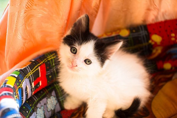 Друзья! Корм для котят опять заканчивается! Скоро будет НЕЧЕМ КОРМИТЬ КОТЯТ!!!((.Подопечных очень ... - 3