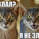 ���� ����, �����-���������, 57 ��� - ��������� 15 ������ 2017 � ������ ���� ����������