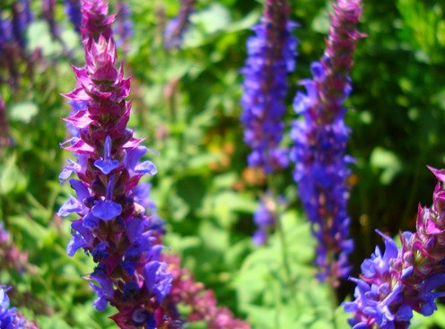  ,       . (Salvia nemorosa)  ...