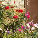 FLORI �� ������� ���� ����������